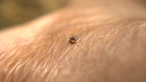 Mücken-Sitzen-Auf-Der-Haut-Und-Ernähren-Sich-Von-Blut