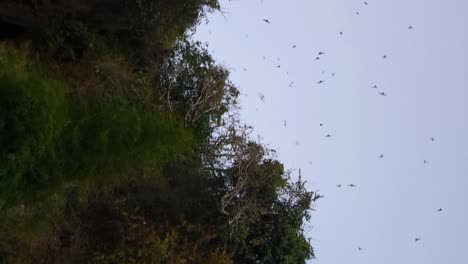 Tausende-Fledermäuse-Fliegen-Vertikal-Zwischen-Palmen-In-Der-Bangkang-Höhle,-Lombok,-Indonesien