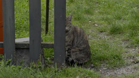 Eine-Getigerte-Katze-Sitzt-Hinter-Einem-Zaun-Und-Starrt-Mit-Der-Hälfte-Ihres-Gesichts-Ins-Gras