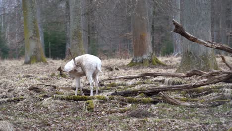 Rare-white-deer-in-the-Nature-Reserve-Schönbuch-near-the-city-of-Stuttgart-in-southern-Germany