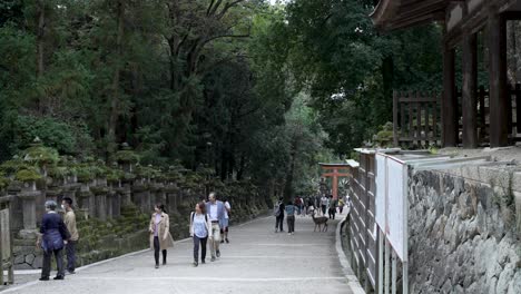 Turistas-Caminando-Por-Un-Sendero-Bordeado-De-Faroles-De-Piedra-En-Un-Entorno-Forestal-En-Nara,-Japón