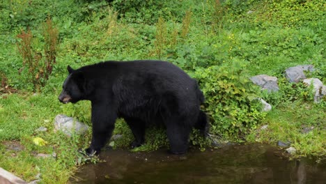 Black-Bear-walks-slowly-on-the-river-bank-in-Alaska