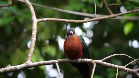 a-chestnut-breasted-malkoha-bird-is-looking-and-right-while-perched-on-a-branch