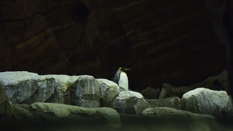 King-penguin-standing-on-rocks-in-indoor-conservation-reserve