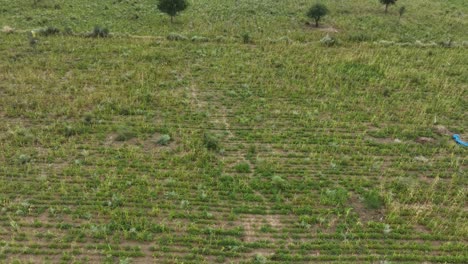 Tilt-up-drone-footage-of-millet-field-in-Tharparkar-on-clear-blue-sunny-day-with-clear-skies