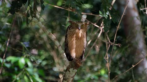 Looking-to-towards-the-back-and-then-turns-its-head-to-face-front-showing-its-yellow-lovely-eyes,-Buffy-Fish-Owl-Ketupa-ketupu,-Thailand