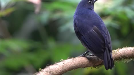 a-blue-javan-whistling-thrush-bird-is-perched-on-a-tree-branch
