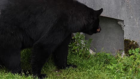 Slow-motion-of-a-black-bear-walking-past-a-wall