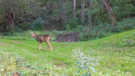 Young-buck-White-Tail-Deer-calmly-walks-along-a-groomed-trail-in-the-woods-in-the-Upper-Midwest-in-early-autumn