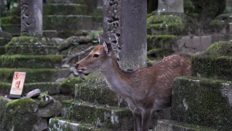 Up-close-beautiful-deer-animal-at-Nara-Tōdai-ji-buddhist-temple-in-Japan