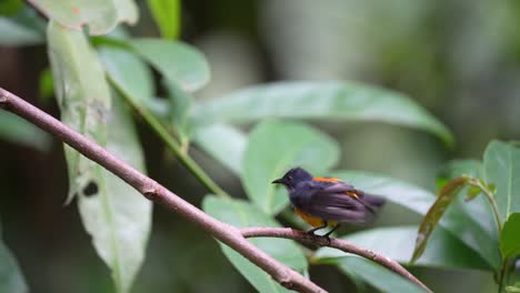 a-male-orange-bellied-flowerpecker-bird-perched-on-a-branch-while-drying-his-body-after-bathing