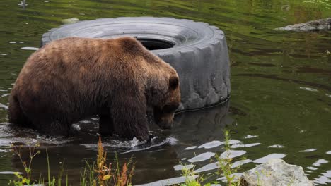 Brown-bear-walking-through-a-pond