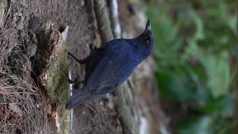 a-javan-whistling-bird-is-looking-for-worms-in-the-ground-to-eat