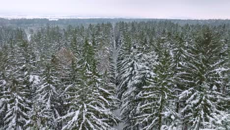 Aerial-bird's-eye-view-of-snowy-forest-in-winter