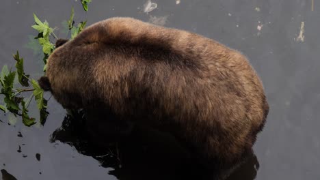 Brown-bear-chewing-a-branch.-Alaska