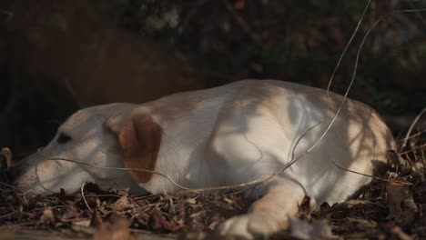 Weniger-Als-Ein-Jahr-Alter-Labrador-Retriever-Spielt-Im-Gebüsch