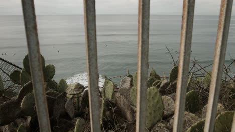 A-view-of-surfers-on-the-Pacific-Ocean,-with-cacti-in-the-foreground,-through-a-fence-on-a-vista-point-in-Encinitas,-California