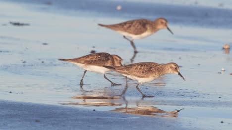 Small-Flock-of-Sanderlings-feeding-for-crustations-on-the-beach-at-puerto-madryn-Argentina