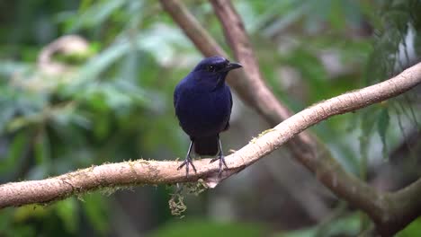 Ein-Endemischer-Javanischer-Vogel-Namens-Vjavan-Pfeifendrossel-Thront-Auf-Einem-Ast-Eines-Baumes