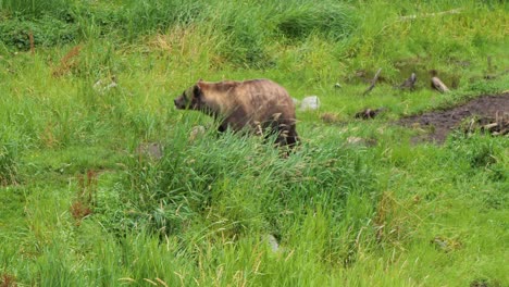 Brown-bear-at-the-edge-of-the-forest-in-Alaska