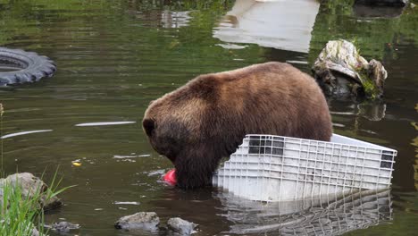 Brown-bear-playing-with-a-ball-in-a-pond