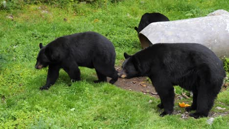 3-Black-Bears
