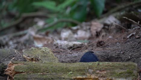 Ein-Blaujavanischer-Pfeifdrosselvogel-Sucht-Auf-Dem-Boden-Hinter-Einem-Moosigen-Ast-Nach-Nahrung