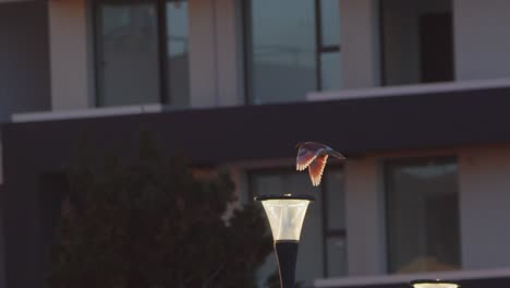 Urban-Pigeon-Flying-through-the-city-buildings-during-late-evening-in-slow-motion-puerto-madryn
