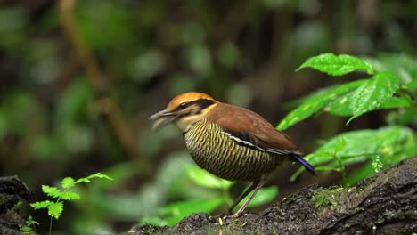 a-beautiful-colored-bird-called-javan-banded-pitta-is-eating-on-a-wet-branch