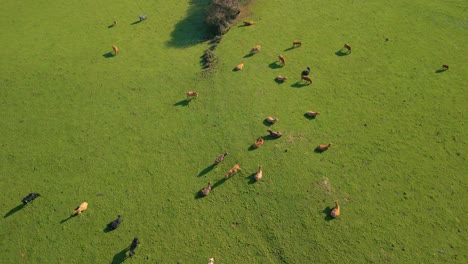 Cría-De-Animales-Con-Vacas-Pastando-En-Verdes-Praderas-Cerca-De-Zas,-A-Coruña,-España