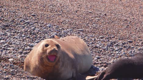 Female-Elephant-Seal-calling-out-towards-its-pup-which-is-laying-by-it,-slow-motion-puerto-valdes