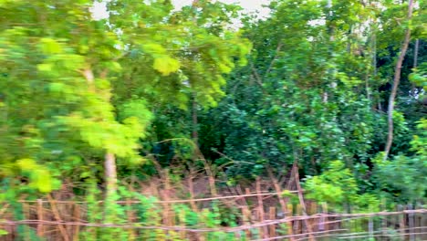 Fahrt-Durch-Die-Bangladeschische-Landschaft-Mit-Bäumen-Und-Vegetation