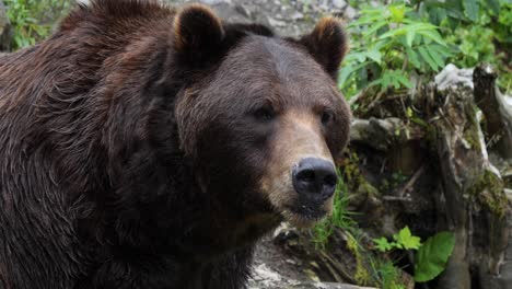 Closeup-of-a-big-brown-bear-in-Alaska
