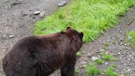 Big-male-brown-bear-walking-slowly.-Alaska