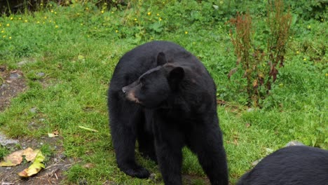 Erwachsener-Amerikanischer-Schwarzbär-In-Alaska