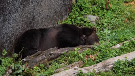 Oso-Pardo-Durmiendo-Durante-El-Día.-Alaska