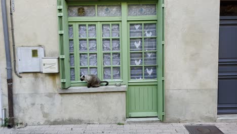 Cat-sits-on-a-windowsill-of-a-small-apartment-in-France-in-a-village-with-a-small-window-and-a-door-in-the-sun