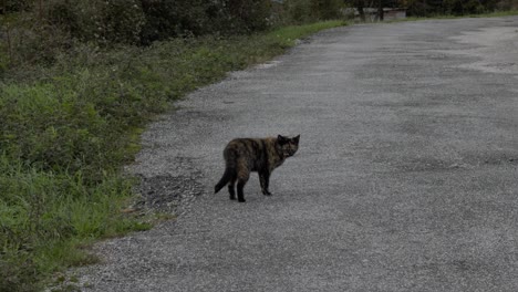Calico-Cat-Having-A-Walk-In-An-Old-Village-Road-And-Looking-For-Food