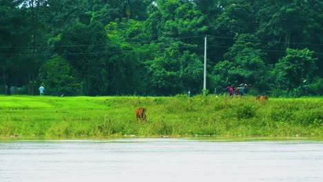 Paisaje-Rural-Ribereño-En-Bangladesh-Con-Agricultores-Y-Ganado-En-Medio-De-Vegetación