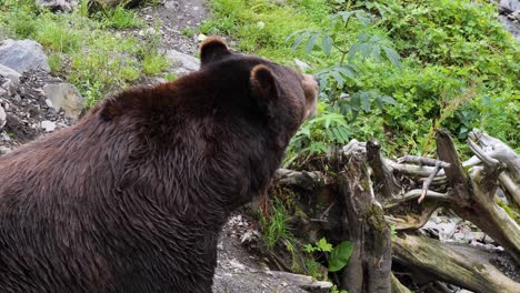 Huge-brown-bear-male-in-summertime.-Alaska