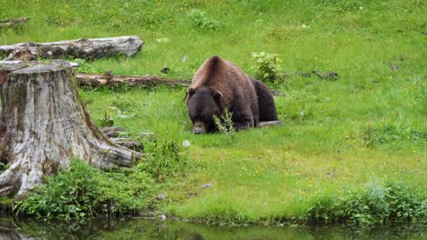 Riesiger-Männlicher-Braunbär,-Der-Auf-Gras-Weidet.-Alaska
