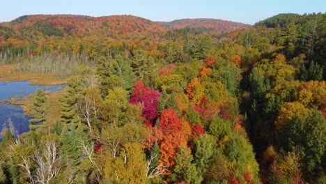 Herbstwaldbäume-In-Leuchtenden-Herbstfarben-In-Montreal,-Quebec,-Kanada