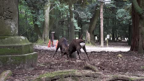 Paar-Wilder-Hirsche,-Die-Im-Nara-Park-Aneinanderstoßen