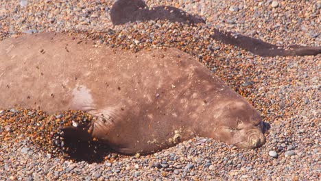 Elephant-Seal-Female-digging-sand-with-her-flippers-exposing-the-cooler-wet-sand-underneath-to-keep-cool-in-bright-sunny-conditions-at-puerto-valdes