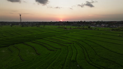 Golden-hour-over-rice-fields,-nature-transforms-into-tranquil-scenery