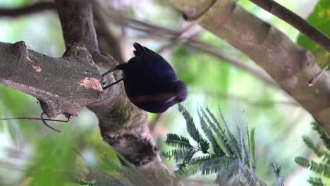 Ein-Javanischer-Pfeifdrosselvogel-Sitzt-Auf-Einem-Baum-Und-Ist-Mit-Ein-Paar-Hängenden-Wurzeln-Bedeckt,-Während-Er-Den-Standort-Der-Nahrung-Beobachtet