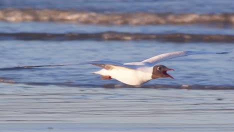 Closeup-tracking-of-a-Black-headed-Gull-Flying-Calling-and-landing-on-the-beach-at-puerto-madryn