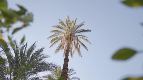 Tall-palm-dates-tree-at-morning-upward-looking-wonderful-shot-round-circle-shape-in-sky-sun-light-blue-sky-wind-move-orange-tree-in-garden-orchard-in-Iran-agriculture-local-people-today-Iran-nature