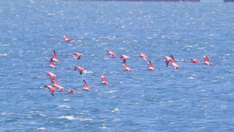 Flock-of-Chilean-Flamingoes-Flying-over-the-sea-at-puerto-madryn-,-slow-motion-colorful-birds