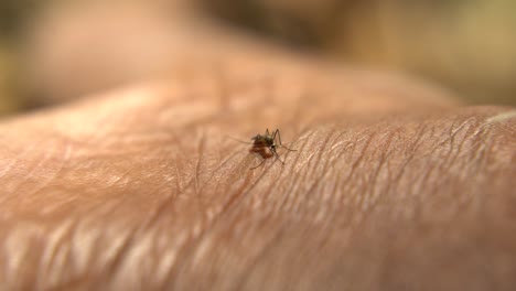 Mosquitoes-sit-on-the-skin-and-feed-on-blood